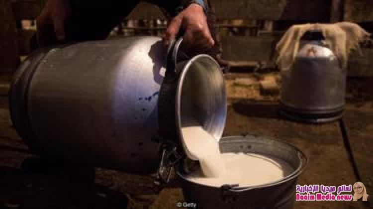 كيف تطور الإنسان وأصبح بإمكانه تناول حليب البقر؟