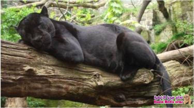 فهد يهاجم امرأة حاولت التقاط صورة "سيلفي" معه في حديقة حيوانات أمريكية