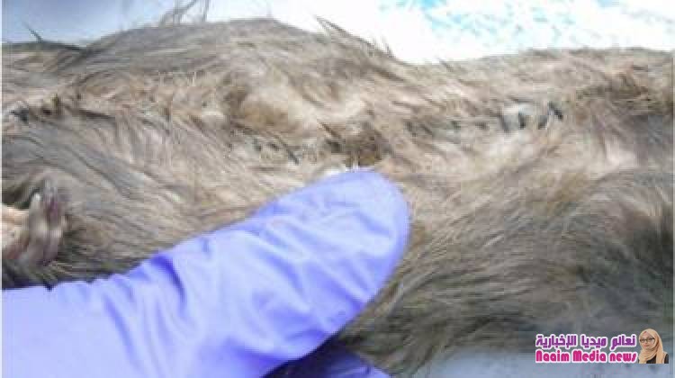 كيف استخدمت جرذان ميتة لتهريب مخدرات إلى سجن بريطاني؟