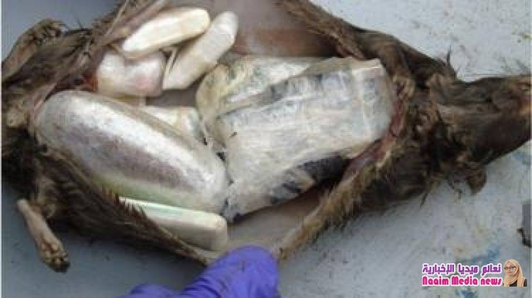 كيف استخدمت جرذان ميتة لتهريب مخدرات إلى سجن بريطاني؟