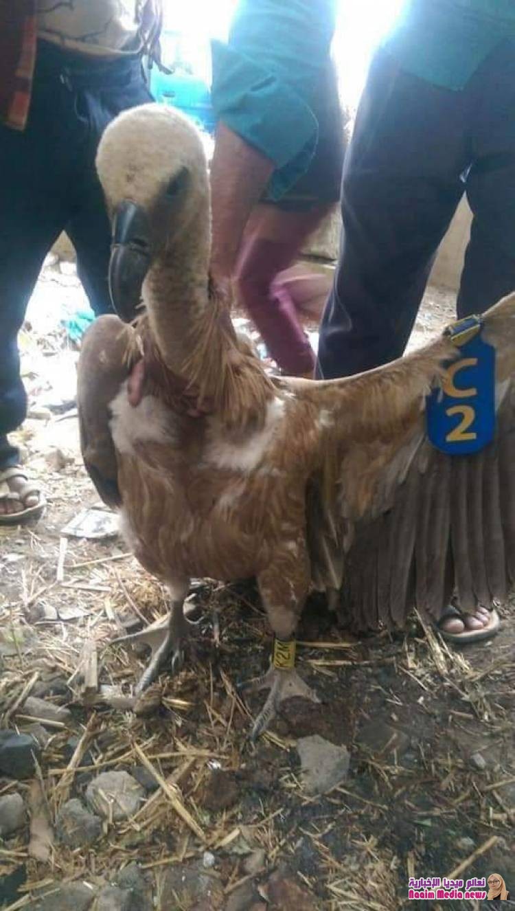 العثور على نسر يحمل جهاز تحديد مواقع