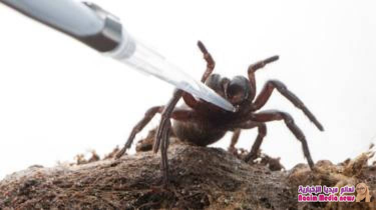 سم العنكبوت يعالج السكتة الدماغية