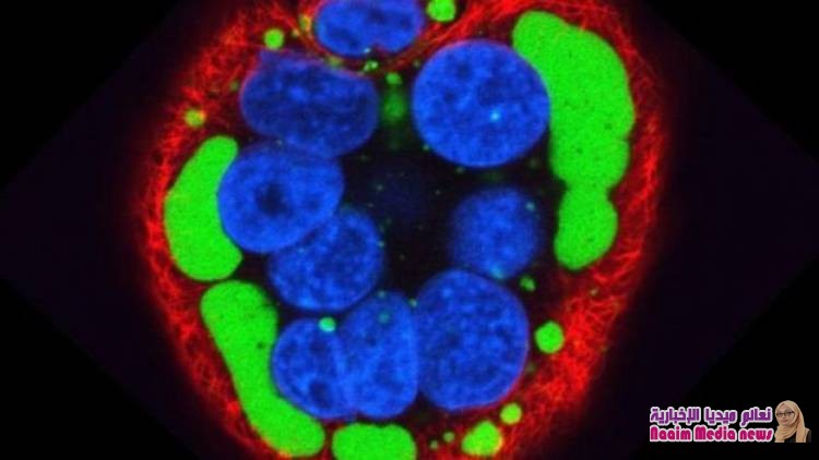 الطاعون البقري: إتلاف أكبر كمية في العالم من عينات مخزون الفيروس القاتل في مختبر بريطاني