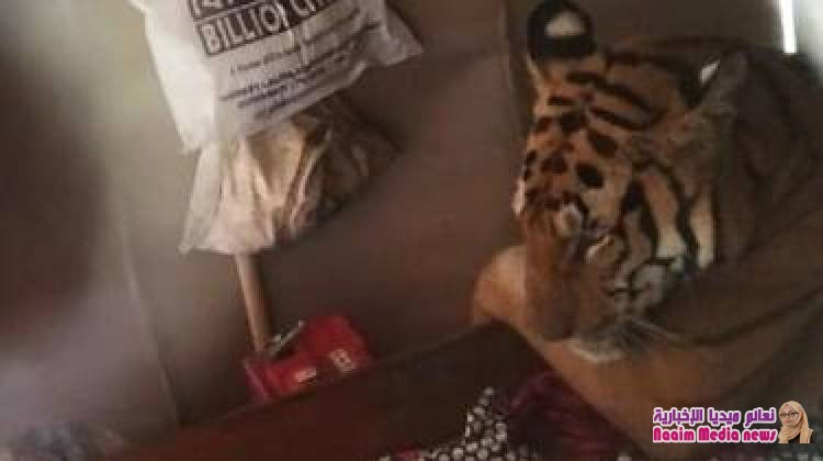 فيضانات الهند: نمرة هاربة من حديقة حيوان تدخل منزلا وتنام على سرير صاحبه