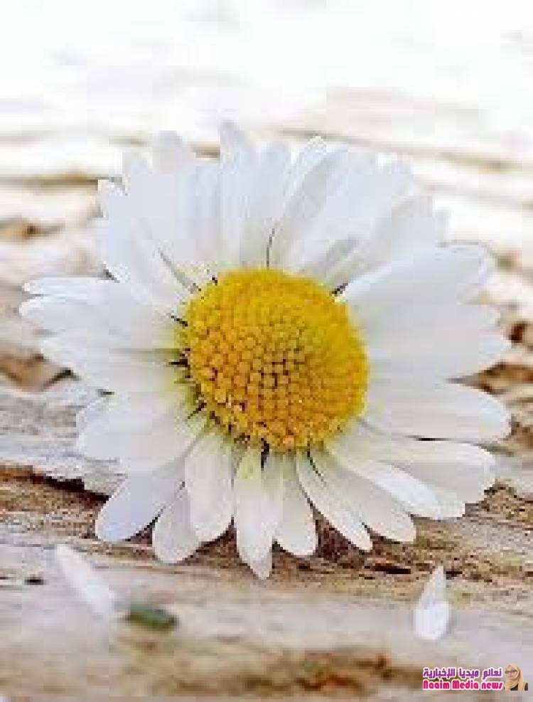 *"☆ نسمة ،♡، الجمعة ☆"*