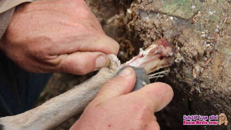 الإنسان البدائي خّزن عظام الحيوانات لأكل النخاع وقت الحاجة