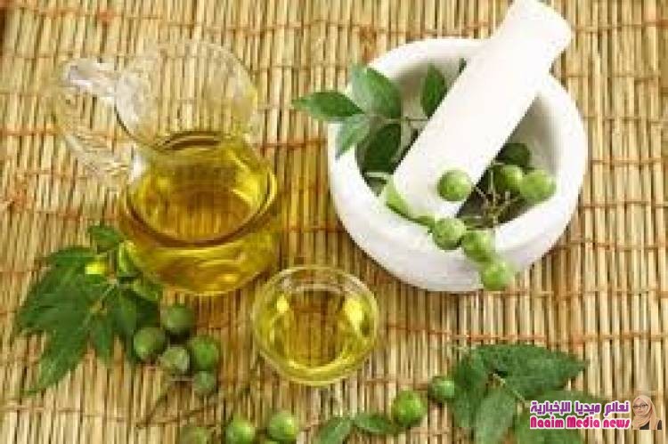 زيت شجرة النيم الهندية .. قاهرة الشيخوخة وينبوع الشباب الدائم