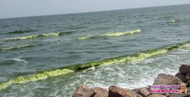 الهئية العامة للبيئة تؤكد نفوق اسماك وتحذر المواطنين