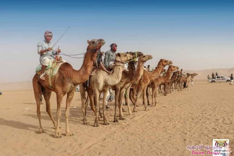 اختتمت بمديرية عسيلان في محافظة شبوة مساء اليوم، فعاليات مهرجان التراث والموروث الشعبي السادس