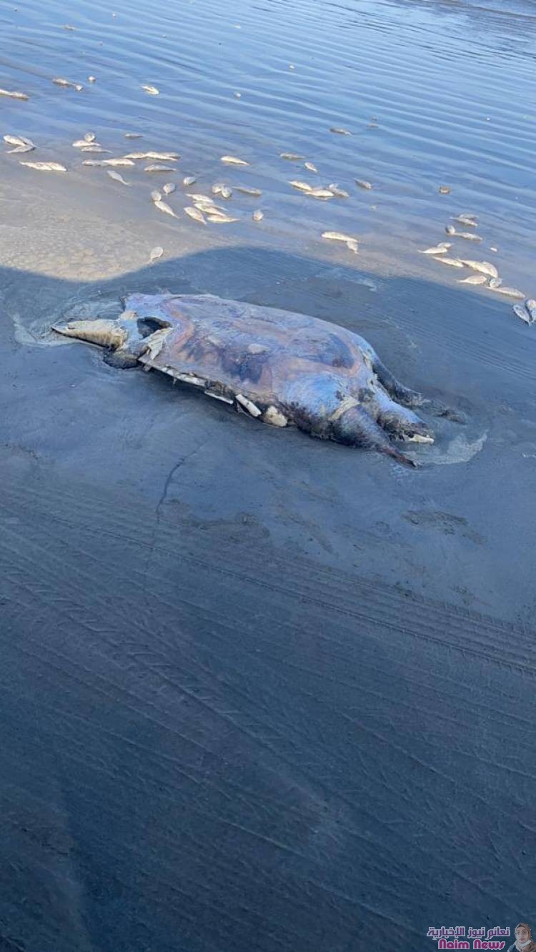 الفريق المختص بدراسة ظاهرة نفوق الأسماك بعدن يرفع تقريره لوزير الزراعة والثروة السمكية