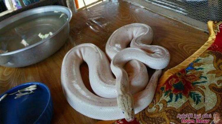 ١مواقع التواصل الاجتماعي تضج بفيديو لأفعى بقبعة "سانتا كلوز"