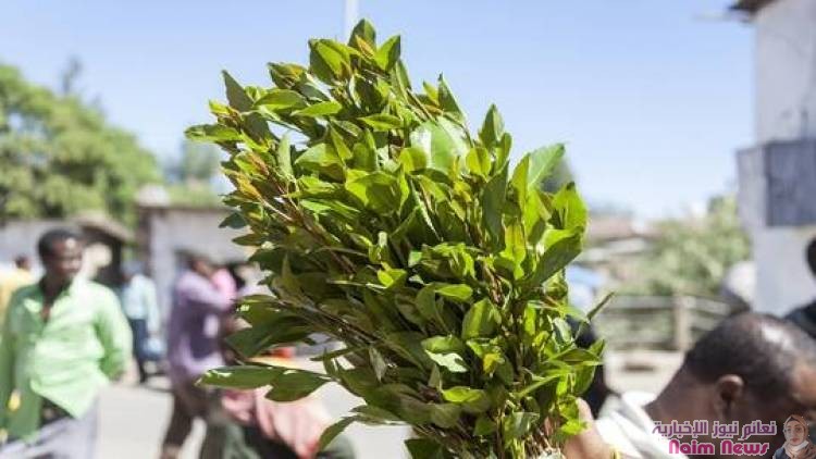 الشرطة السعودية تضبط 155 كغ من القات