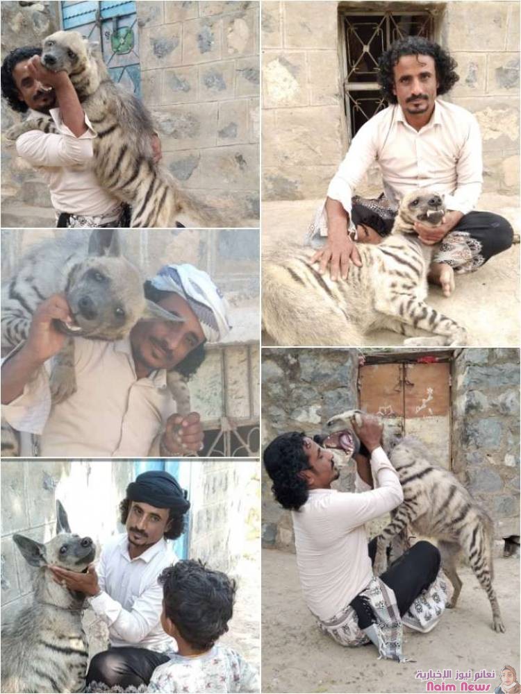 مألوف.. مواطن بردفان يربي حيواناً مفترساً في منزلة