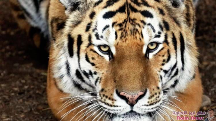 نمور آمور تهاجم الكلاب الأليفة شرق روسيا بعد انخفاض عدد الخنازير البرية