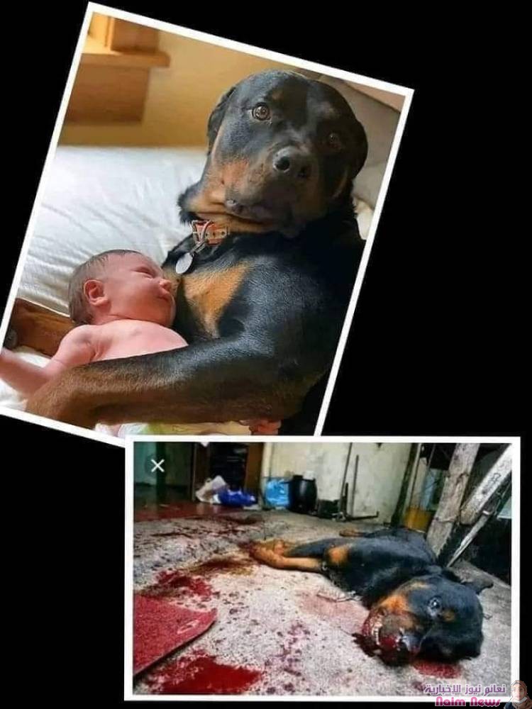 الكلب الوفي