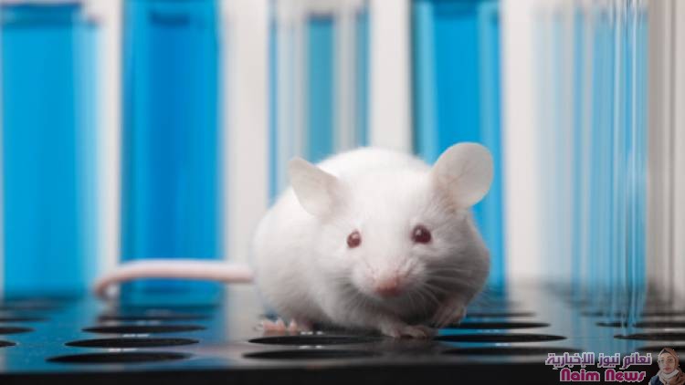 اختراق هام ينجح في تكوين فئران من بويضات مشتقة من خلايا ذكورية لأول مرة!