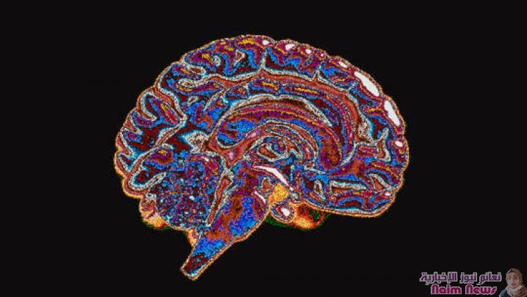 تقنية تصوير جديدة تكشف منطقة الدماغ الأكثر تضررا من "كوفيد-19"