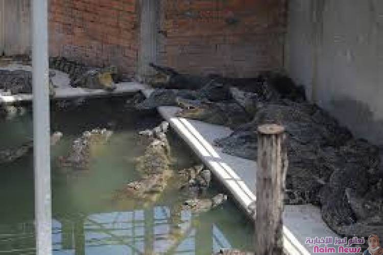 تزايد الهجمات على البشر يدفع حكومة ناميبيا إلى بيع 40 تمساحا