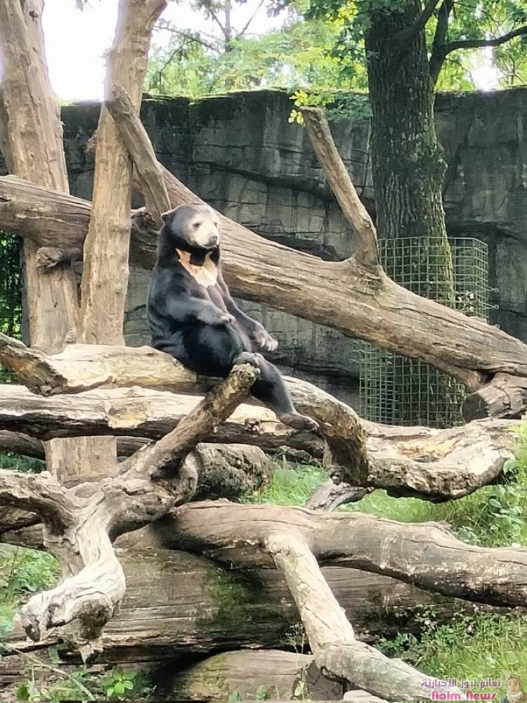 إنها حقيقية.. حديقة حيوانات صينية ترد على مزاعم ظهور بشر يرتدون ملابس دببة