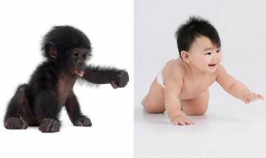 الأطفال يتصرفون بالإيماءات كما "القرود الصغيرة" !