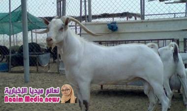 تمويل من السعودية والإمارات لتحصين 8.5 مليون رأس من الأغنام في اليمن