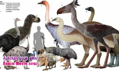  سبب إبادة الطيور العملاقة على كوكب الأرض 