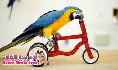 غوغل تستبعد صور "طيور تركب دراجات" من مسابقة للتطوير التكنولوجي