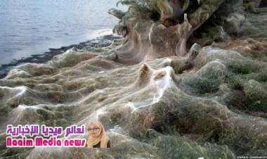 شبكة عنكبوت ضخمة تغطي مساحة كبيرة في اليونان