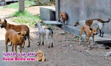  279 حالة إصابة بداء الكَلَب في المحويت خلال نصف عام