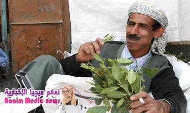 نخبة شبوة تحظر دخول وتعاطي "القات" في المحافظة