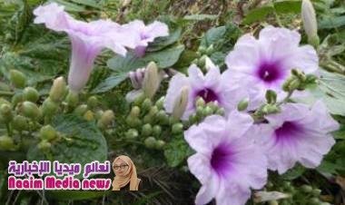 إنجازات عام 2018 العلمية: اكتشاف 100 نبتة جديدة