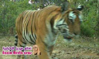 ما هي الحيوانات التي تحيط بمدرستك؟