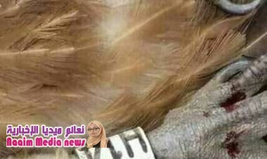 ‏عااااااااجل .خبر.عاجل.ألان. إسقاط نسر فوق جبال ‎ بصعده 