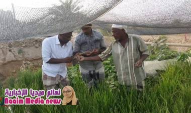 "باسيود" أول مزارع يمني ينجح في زراعة الأرز البسمتي.