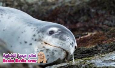 العثور على شريحة تخزين بيانات في فضلات فقمة مجمدة في نيوزيلندا