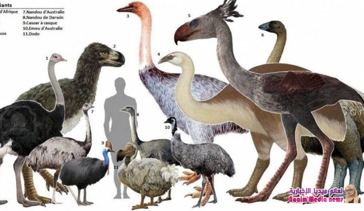  سبب إبادة الطيور العملاقة على كوكب الأرض 