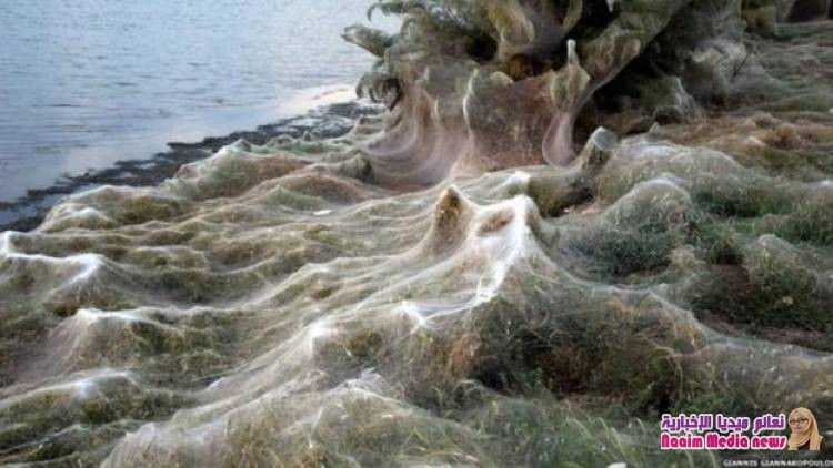 شبكة عنكبوت ضخمة تغطي مساحة كبيرة في اليونان