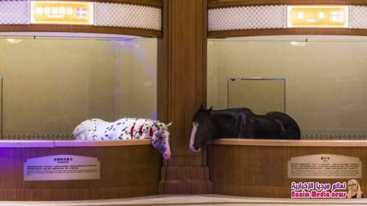 بالصور: رقص مع شروق الشمس ورجل يعيش مع التماسيح وبطولة العالم لشد الحبل