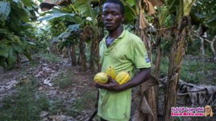 هل تختفي الشوكولاتة في المستقبل القريب؟