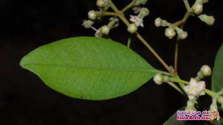 إنجازات عام 2018 العلمية: اكتشاف 100 نبتة جديدة