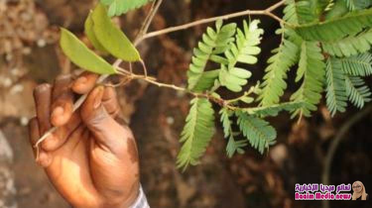 إنجازات عام 2018 العلمية: اكتشاف 100 نبتة جديدة