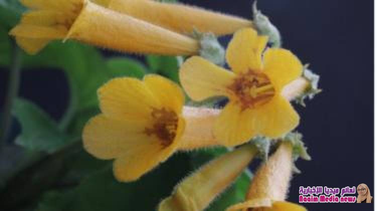 إنجازات عام 2018 العلمية: اكتشاف 100 نبتة جديدة