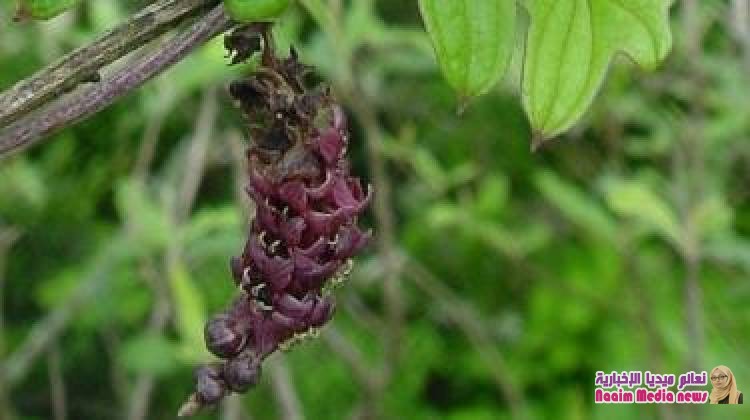 إنجازات عام 2018 العلمية: اكتشاف 100 نبتة جديدة