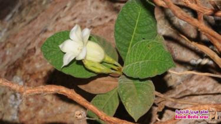 إنجازات عام 2018 العلمية: اكتشاف 100 نبتة جديدة