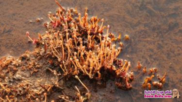 إنجازات عام 2018 العلمية: اكتشاف 100 نبتة جديدة