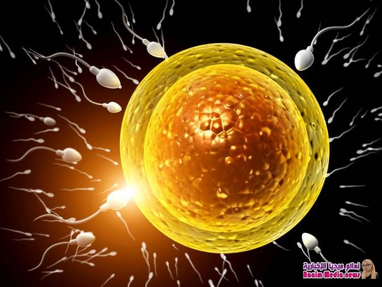 ما هي أسهل طريقة لحساب أيام التبويض؟