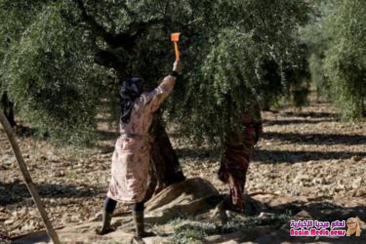 سوريا: زيتون عفرين تحوّل إلى "مصدر دخل" للجماعات المسلحة