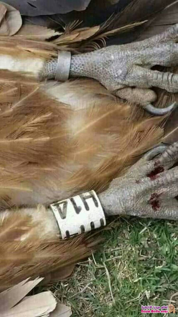 ‏عااااااااجل .خبر.عاجل.ألان. إسقاط نسر فوق جبال ‎ بصعده 