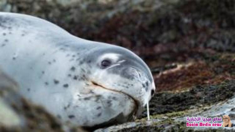 العثور على شريحة تخزين بيانات في فضلات فقمة مجمدة في نيوزيلندا