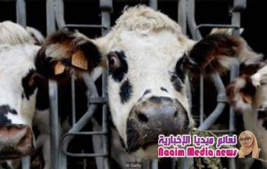 كيف تطور الإنسان وأصبح بإمكانه تناول حليب البقر؟